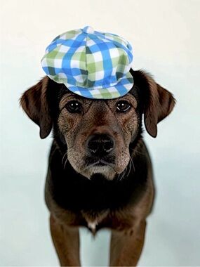 Vibrant Life Plaid Newsboy Hat
